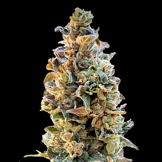 XTC OG 3 ud. fem Elev8 Seeds