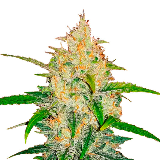 Zkittlez Auto 3 u. fem. FastBuds Seeds